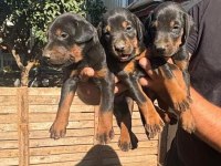 Doberman Dişi Erkek Bebekler 