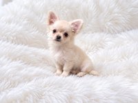 Longhair chihuahua WC eğitimli