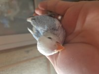 Kızgınlık yumurtası atan opalin sevda papağanı