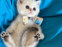 British Shorthair Silver Erkek Yavrumuza Yuva Uyguna