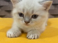 Safkan Blue Point Scottish Kediler