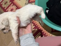 Korekan sıfır Maltese terrier