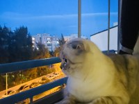 Scottish fold oğlum salebi sahiplendiriyorum