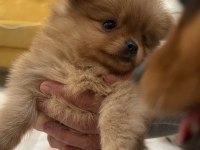 2 aylık yavrular sahiplendirmeye hazır pomeranian boo