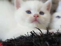 Böyle british shorthair güzellik görülmedi