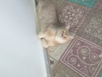 British shorthair BALIM için yuva arıyoruz