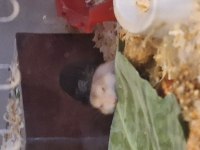 Ele Alışık Sağlıklı Gonzales Hamster Yavruları