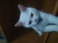 8 aylık british shorthair oğlumuzu sahiplendiriyoruz