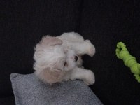 Maltese terrier iki aylık