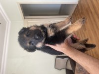 ORJINAL SHOWLINE GERMAN SHEPHERD ALMAN KURDU