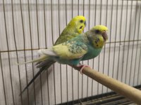 Sağlam Bakıcı Muhabbet Kuşu Takımlar