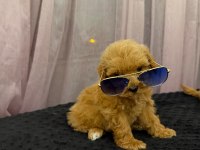 Teacup Maltipoo 
