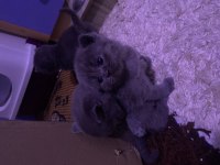 British shorthair yavru kedilerim