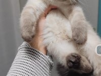 Teslime hazır yavru british shorthair