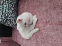 Scottish fold prensesimize yuva arıyoruz