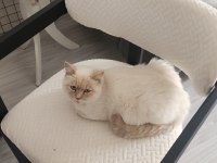 3 yaşındaki kedimiz