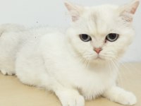 Yavru ve yetişkin scottish fold ve straight kediler