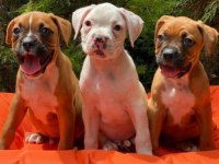 Irk ve Sağlık Garantili Boxer Yavrular