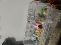 Suriye hamsteri