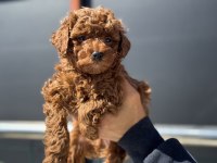 Ankarada ziyarete açık kore toy poodle yavrular