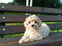 Orjinal anne babadan Kore lan maltipoo yavruları