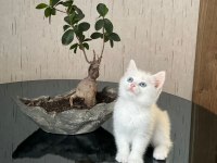Güzellik Abidesi British Shorthair Yavrum