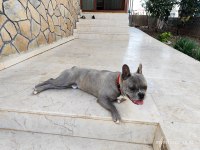 French bulldog oğluma eş arıyorum