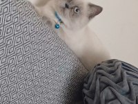 Blue Point British Shorthair