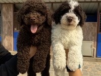Dev poodle çok şirin yavrular ruhsatlı çiftlik 