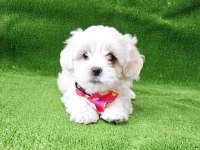 Maltese terrier bebekler