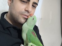 Bebek Alexander İskender Papağanı