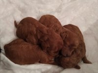 Red toy poodle kalite isteyenlere