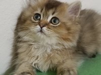 3 Aylık Erkek Yavru British Longhair