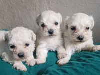 Sağlıklı Maltese Terrier Yavrularımız