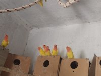 Lutino sevda papağanı