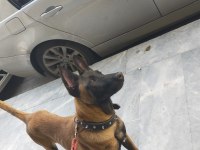7 Aylık Temel İtaat Sertifikalı Belçika Kurdu