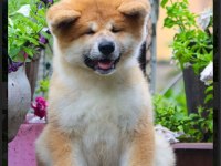 Şecereli anne babadan akita inu yavrular