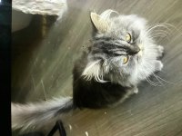 Yavru Kedim persian 2 aylık