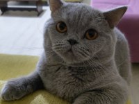 British shorthair cana yakın kedimiz