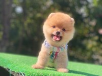Teddy Bear Pomeranian Boo Yavrular