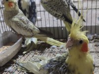 MÜKEMMEL SULTAN PAPAGANLARIMIZ YENİ SAHİPLERİNİ ARIYOR
