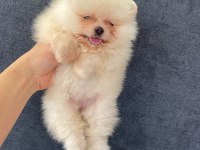 Pomeranian orjinal köpekler