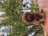 Aşılı orjinal poodle köpekler
