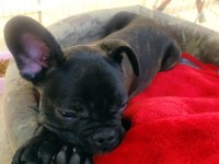 4 aylık yavru french bulldog