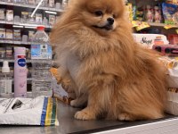 ÜST KALİTE UKRAYNA KANI ORANGE POMERANIAN ERKEK