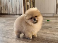 Pomeranian Boo Yavruları