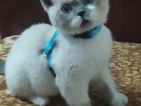 50 günlük ücretsiz british longhair