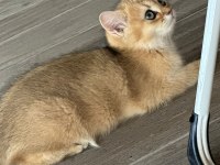 Golden british shorthair safkan 3 aylık