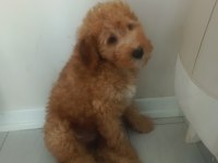 Toy poodle 3 aylık