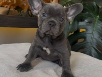 Rengarenk French Bulldog Yavrularım Egzotik